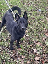 Minx - Birkenhead Kennels